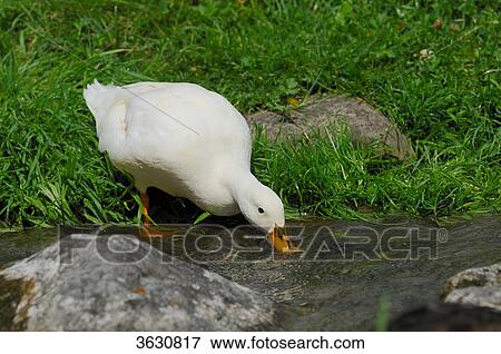 Domestic duck drinking at a brook View Large Photo Image Stock Photo - Domestic duck drinking at a brook . Fotosearch