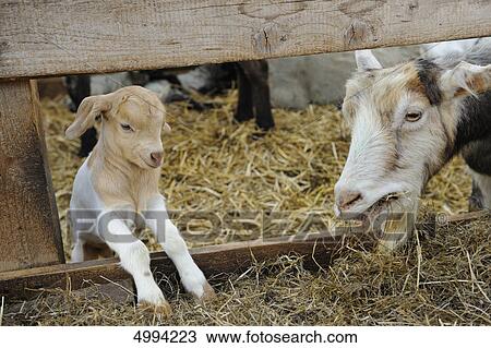 Domestic goat (Capra aegagrus hircus), mother with kid View Large Photo Image Stock Image - Domestic goat (Capra aegagrus hircus), mother with kid . Fotosearch