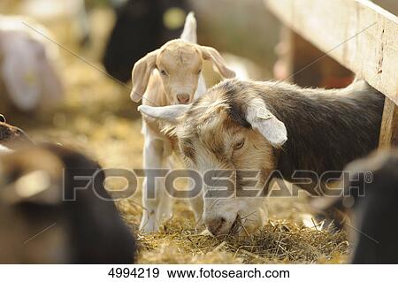Domestic goat (Capra aegagrus hircus), mother with kid View Large Photo Image Stock Photo - Domestic goat (Capra aegagrus hircus), mother with kid . Fotosearch