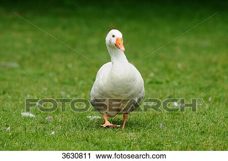 Stock Image - Domestic goose in meadow . Fotosearch