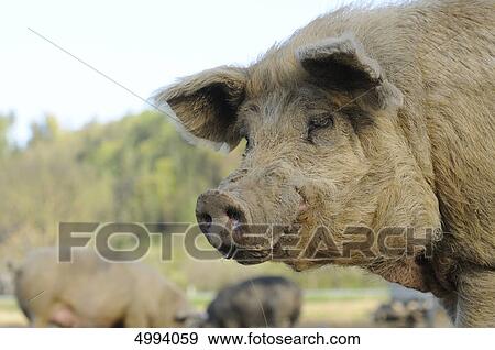 Domestic pig View Large Photo Image Stock Photo - Domestic pig . Fotosearch