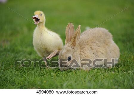 Domnestic rabbit with Pekin duckling in grass View Large Photo Image Stock Image - Domnestic rabbit with Pekin duckling in grass . Fotosearch