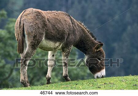 Donkey grazing grass in field View Large Photo Image Picture - Donkey grazing grass in field . Fotosearch