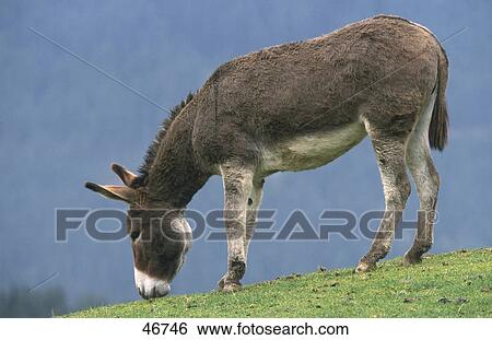 Donkey grazing grass in field View Large Photo Image Stock Photograph - Donkey grazing grass in field . Fotosearch