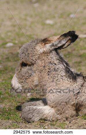 donkey, profile View Large Photo Image Stock Photography - donkey, profile . Fotosearch