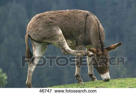 Donkey scratching it's ear in field View Large Photo Image Stock Photo - Donkey scratching it's ear in field . Fotosearch