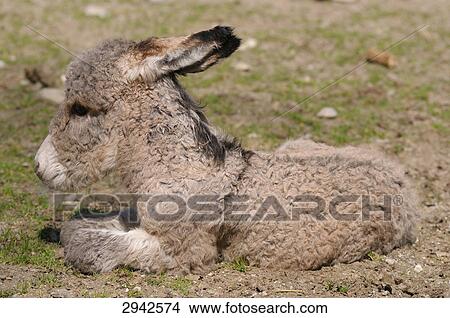 donkey, side view View Large Photo Image Picture - donkey, side view . Fotosearch