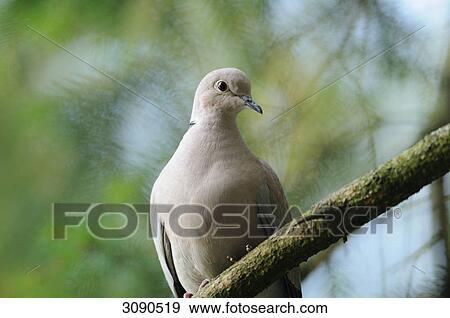 Dove, Streptopelia decaocto, low angle view View Large Photo Image Stock Photo - Dove, Streptopelia decaocto, low angle view . Fotosearch