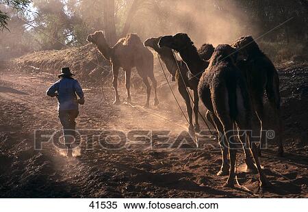 Dromedary camels taking dust bath, Australia View Large Photo Image Stock Photography - Dromedary camels taking dust bath, Australia . Fotosearch