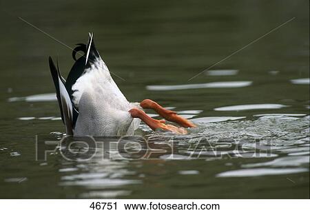 Duck diving in water View Large Photo Image Stock Image - Duck diving in water . Fotosearch