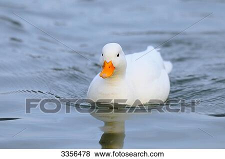 Duck in water, Bavaria, Germany View Large Photo Image Stock Photo - Duck in water, Bavaria, Germany . Fotosearch