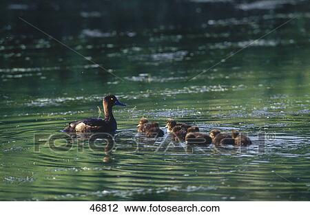Stock Image - Duck with ducklings floating on lake, Germany . Fotosearch