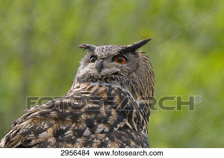 Eagle owl (Bubo bubo), close-up, low angle view View Large Photo Image Picture - Eagle owl (Bubo bubo), close-up, low angle view . Fotosearch