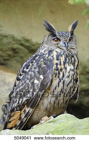 Stock Image - Eagle-owl (Bubo bubo) in Bavarian Forest National Park, Bavaria, Germany . Fotosearch