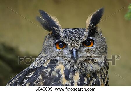 Eagle-owl (Bubo bubo) in Bavarian Forest National Park, Bavaria, Germany View Large Photo Image Stock Photo - Eagle-owl (Bubo bubo) in Bavarian Forest National Park, Bavaria, Germany . Fotosearch