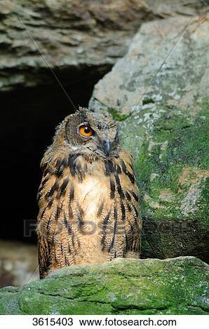 Eagle owl (Bubo bubo) on a stone View Large Photo Image Stock Image - Eagle owl (Bubo bubo) on a stone . Fotosearch