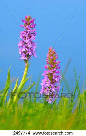 Early Marsh-Orchid (Dactylorhiza incarnata) flowers blooming in field, Styria, Austria View Large Photo Image Picture - Early Marsh-Orchid (Dactylorhiza incarnata) flowers blooming in field, Styria, Austria . Fotosearch