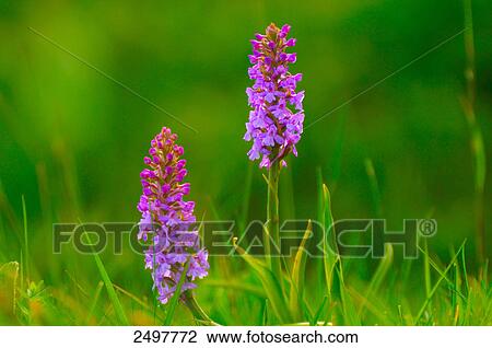 Early Marsh-Orchid (Dactylorhiza incarnata) flowers blooming in field, Styria, Austria View Large Photo Image Stock Image - Early Marsh-Orchid (Dactylorhiza incarnata) flowers blooming in field, Styria, Austria . Fotosearch