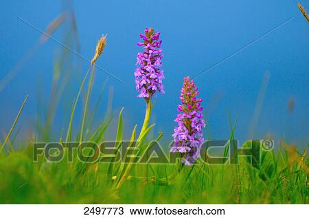 Early Marsh-Orchid (Dactylorhiza incarnata) flowers blooming in field, Styria, Austria View Large Photo Image Stock Image - Early Marsh-Orchid (Dactylorhiza incarnata) flowers blooming in field, Styria, Austria . Fotosearch