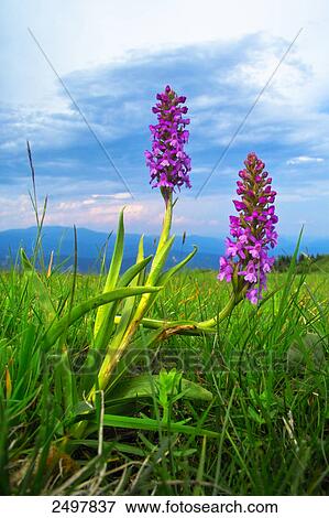 Early Marsh-Orchid (Dactylorhiza incarnata) flowers blooming in field, Styria, Austria View Large Photo Image Stock Photo - Early Marsh-Orchid (Dactylorhiza incarnata) flowers blooming in field, Styria, Austria . Fotosearch