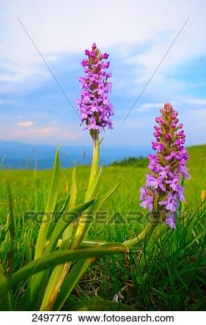 Early Marsh-Orchid (Dactylorhiza incarnata) flowers blooming in field, Styria, Austria View Large Photo Image Stock Photograph - Early Marsh-Orchid (Dactylorhiza incarnata) flowers blooming in field, Styria, Austria . Fotosearch