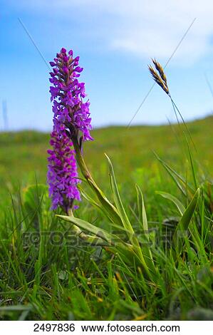 Early Marsh-Orchid (Dactylorhiza incarnata) flowers blooming in field, Styria, Austria View Large Photo Image Stock Photograph - Early Marsh-Orchid (Dactylorhiza incarnata) flowers blooming in field, Styria, Austria . Fotosearch