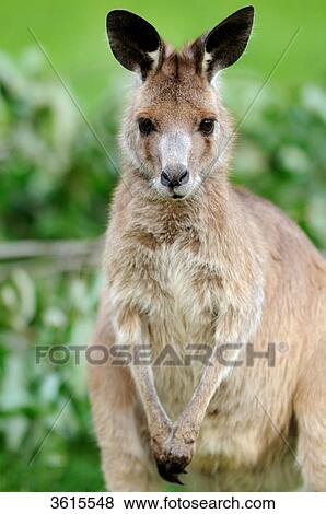 Eastern Grey Kangaroo (Macropus giganteus), portrait View Large Photo Image Stock Photo - Eastern Grey Kangaroo (Macropus giganteus), portrait . Fotosearch