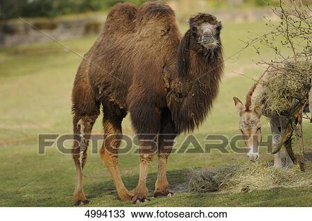 Eating Bactrian camel (Camelus bactrianus) View Large Photo Image Stock Image - Eating Bactrian camel (Camelus bactrianus) . Fotosearch