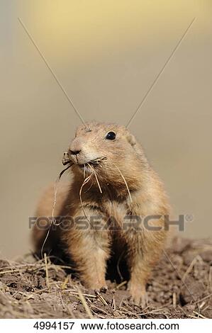 Eating Black-tailed prairie dog (Cynomys ludovicianus) View Large Photo Image Stock Photo - Eating Black-tailed prairie dog (Cynomys ludovicianus) . Fotosearch