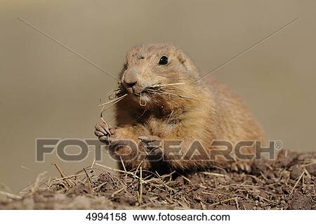 Stock Photo - Eating Black-tailed prairie dog (Cynomys ludovicianus) . Fotosearch