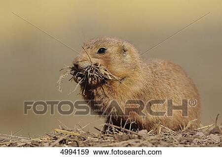 Eating Black-tailed prairie dog (Cynomys ludovicianus) View Large Photo Image Stock Photo - Eating Black-tailed prairie dog (Cynomys ludovicianus) . Fotosearch