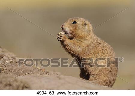 Stock Image - Eating European ground squirrel (Spermophilus citellus) . Fotosearch