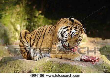 Stock Photograph - Eating Siberian tiger (Panthera tigris altaica) . Fotosearch