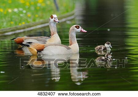 Egyptian Geese (Alopochen aegyptiacus in water View Large Photo Image Stock Photo - Egyptian Geese (Alopochen aegyptiacus in water . Fotosearch