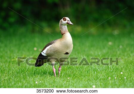 Stock Image - Egyptian Goose (Alopochen aegyptiacus) in meadow . Fotosearch