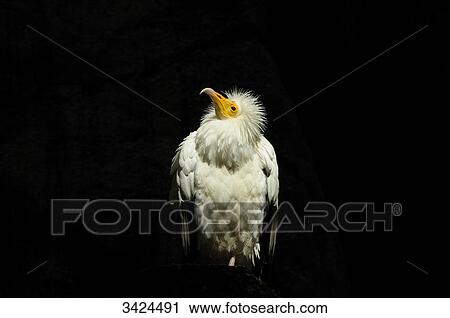 Stock Image - Egyptian Vulture (Neophron percnopterus), portrait . Fotosearch