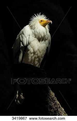 Egyptian Vulture (Neophron percnopterus), low angle view, portrait View Large Photo Image Stock Photo - Egyptian Vulture (Neophron percnopterus), low angle view, portrait . Fotosearch