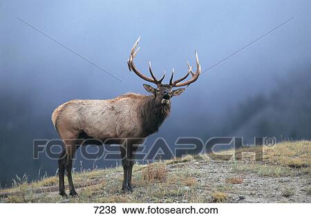 Elk (Cervus elaphus nelsoni) belling in forest, Yellowstone National Park, Wyoming, USA View Large Photo Image Stock Photo - Elk (Cervus elaphus nelsoni) belling in forest, Yellowstone National Park, Wyoming, USA . Fotosearch