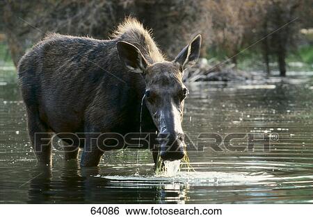 Elk standing in lake View Large Photo Image Stock Photograph - Elk standing in lake . Fotosearch