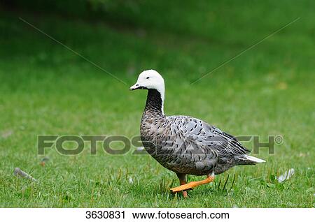 Stock Image - Emperor Goose (Chen canagica) in meadow . Fotosearch