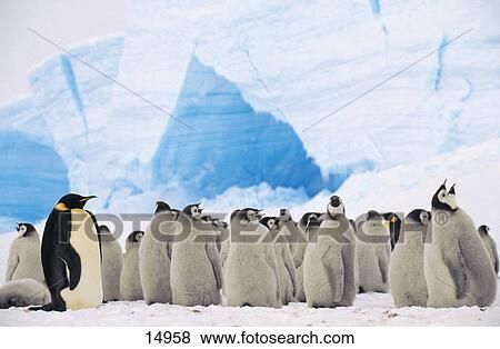 Stock Photo - Emperor Penguins (Aptenodytes forsteri) on snow, Antarctica . Fotosearch