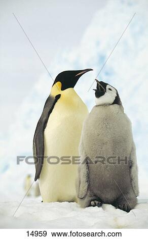 Emperor Penguins (Aptenodytes forsteri) on snow, Antarctica View Large Photo Image Stock Photo - Emperor Penguins (Aptenodytes forsteri) on snow, Antarctica . Fotosearch