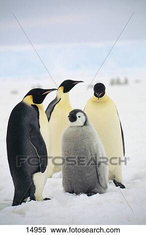 Stock Photography - Emperor Penguins (Aptenodytes forsteri) on snow, Antarctica . Fotosearch