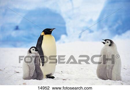 Stock Image - Emperor penguins in snow, Antarctica . Fotosearch