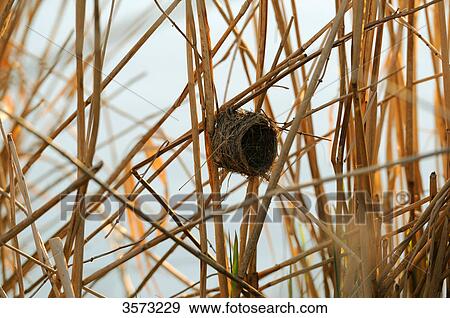 Empty nest of a Reed Warbler (Acrocephalus scirpaceus) View Large Photo Image Stock Photo - Empty nest of a Reed Warbler (Acrocephalus scirpaceus) . Fotosearch