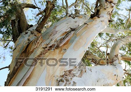 Eucalyptus tree, Catalonia, Spain, view from below View Large Photo Image Stock Image - Eucalyptus tree, Catalonia, Spain, view from below . Fotosearch