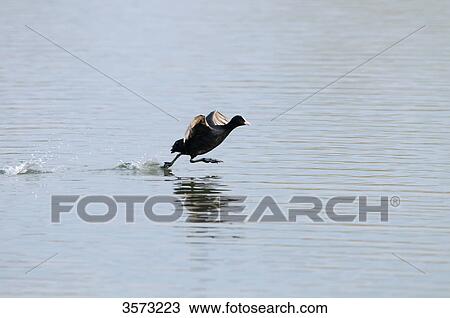 Stock Image - Eurasian Coot (Fulica atra) starting from water . Fotosearch