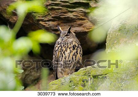 Stock Image - Eurasian Eagle Owl, bubo bubo, Bavarian Forest, Germany . Fotosearch