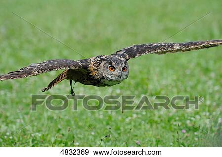 Stock Photo - Eurasian Eagle-owl (Bubo bubo) . Fotosearch