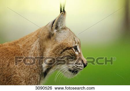Stock Photograph - Eurasian Lynx (Lynx lynx), Bavarian Forest, Germany, profile view . Fotosearch
